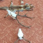 phoca_thumb_m_myslivost 6 Fotogalerie